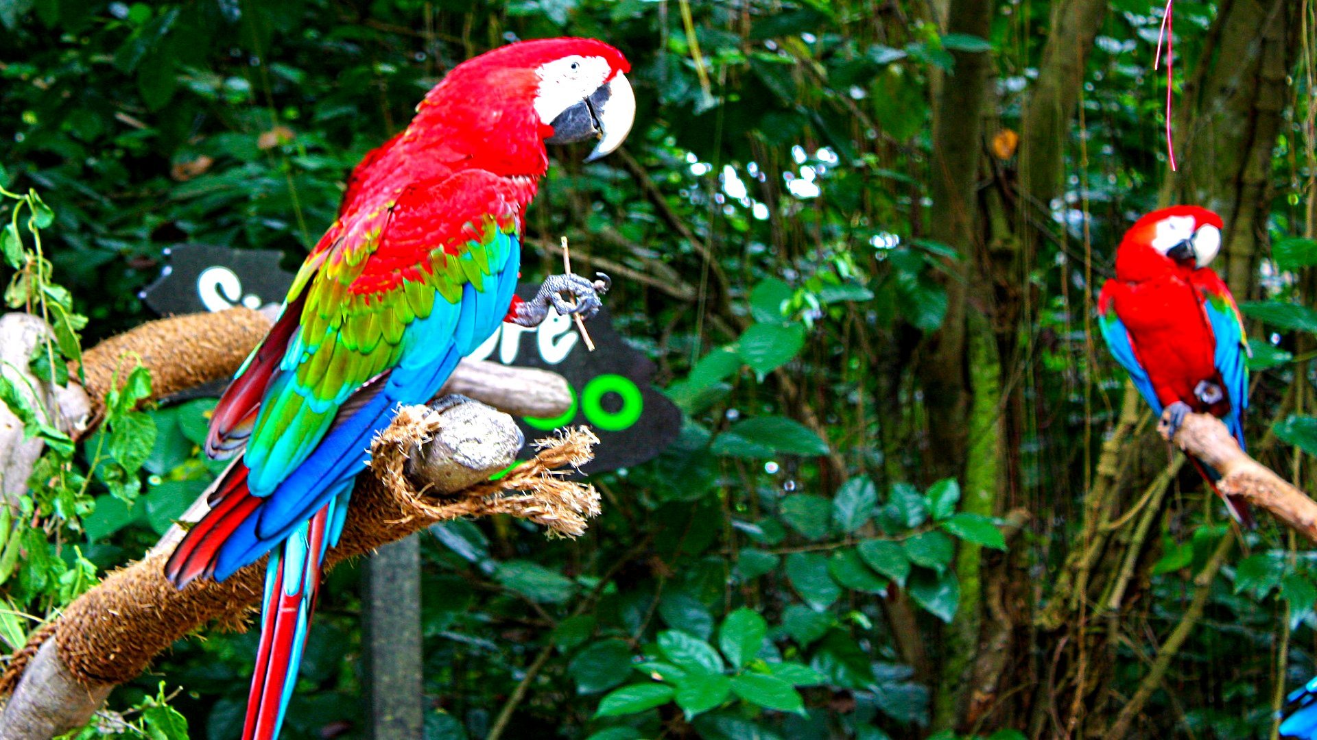 High resolution Macaw full hd 1920x1080 background ID:46354 for PC