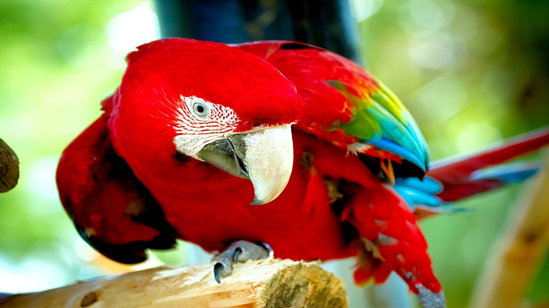 Download hd 1080p Macaw computer background ID:46359 for free