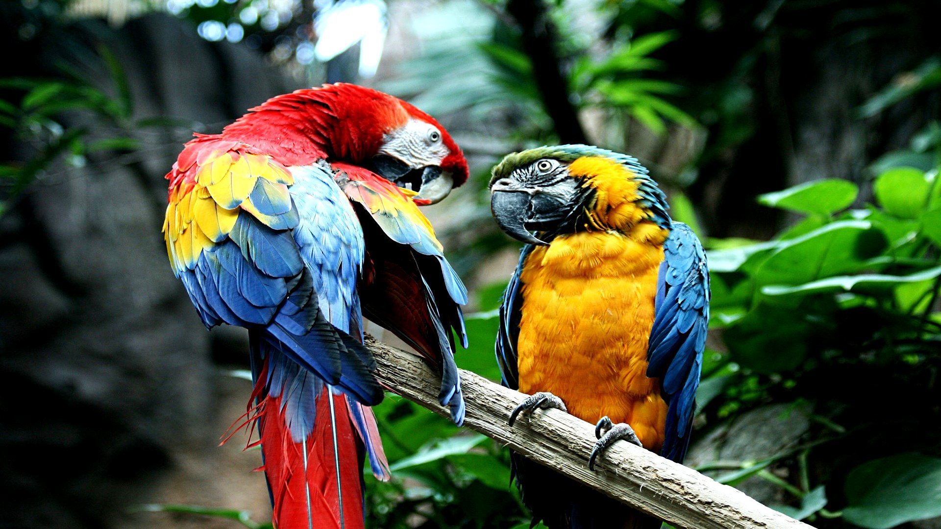 Download hd 1920x1080 Macaw PC background ID:46268 for free