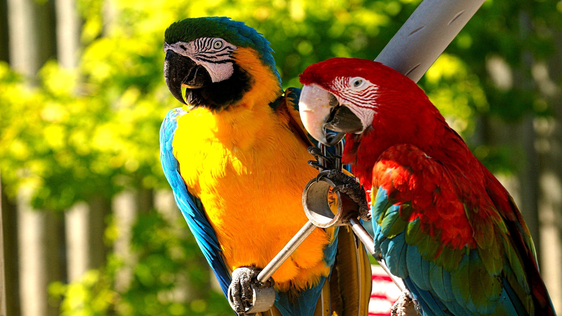 Awesome Macaw free wallpaper ID:46290 for full hd desktop