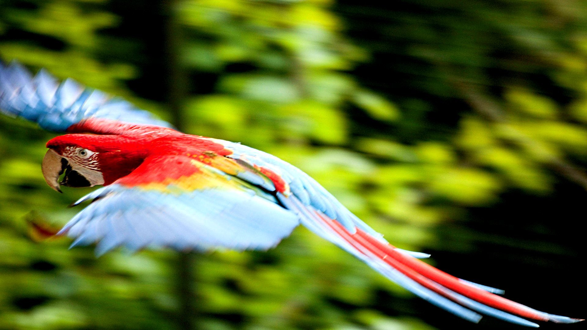 High resolution Macaw hd 1920x1080 wallpaper ID:46355 for computer