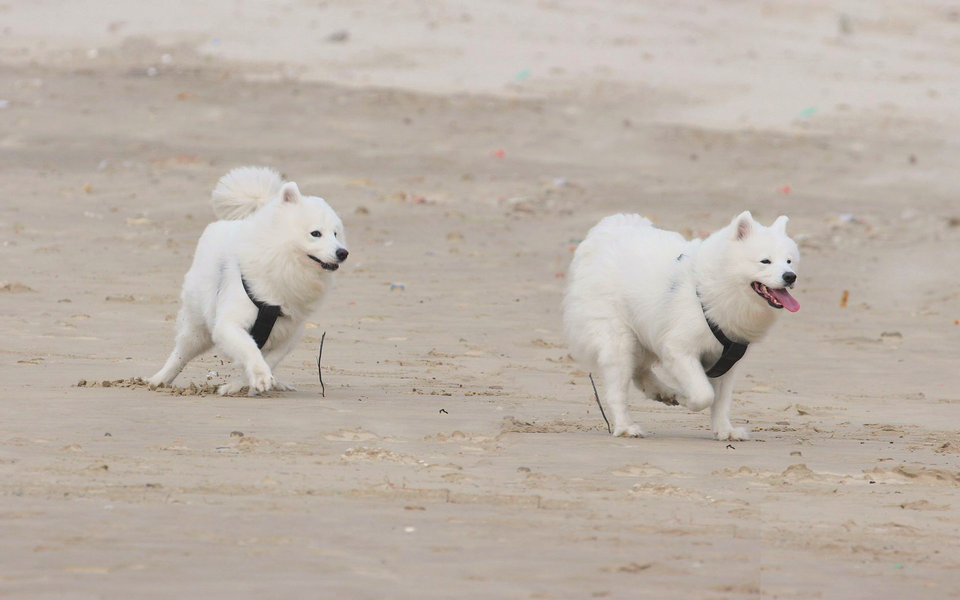 Awesome Samoyed free wallpaper ID:63153 for hd 1920x1200 desktop