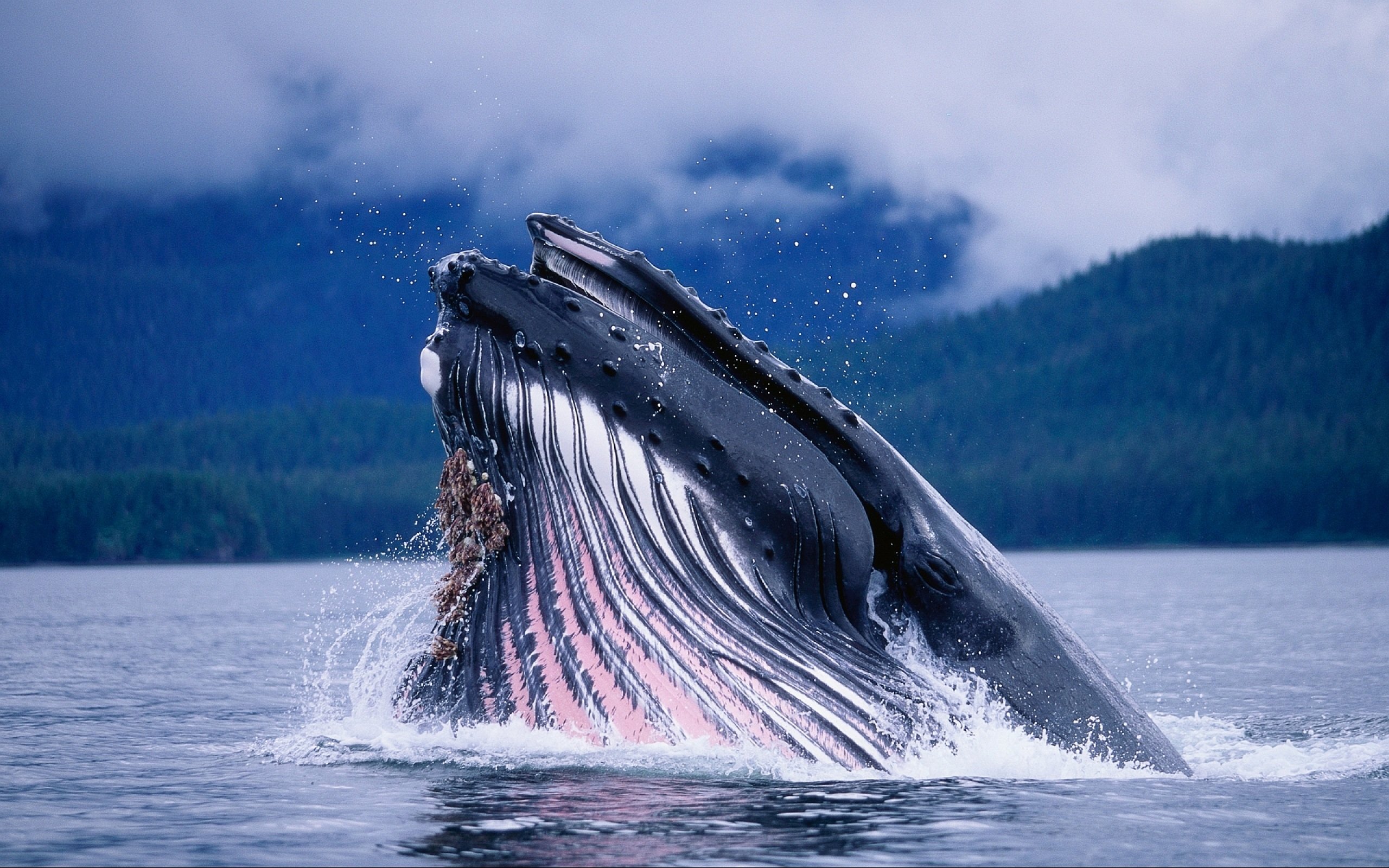 Free Whale high quality background ID:463281 for hd 2560x1600 PC