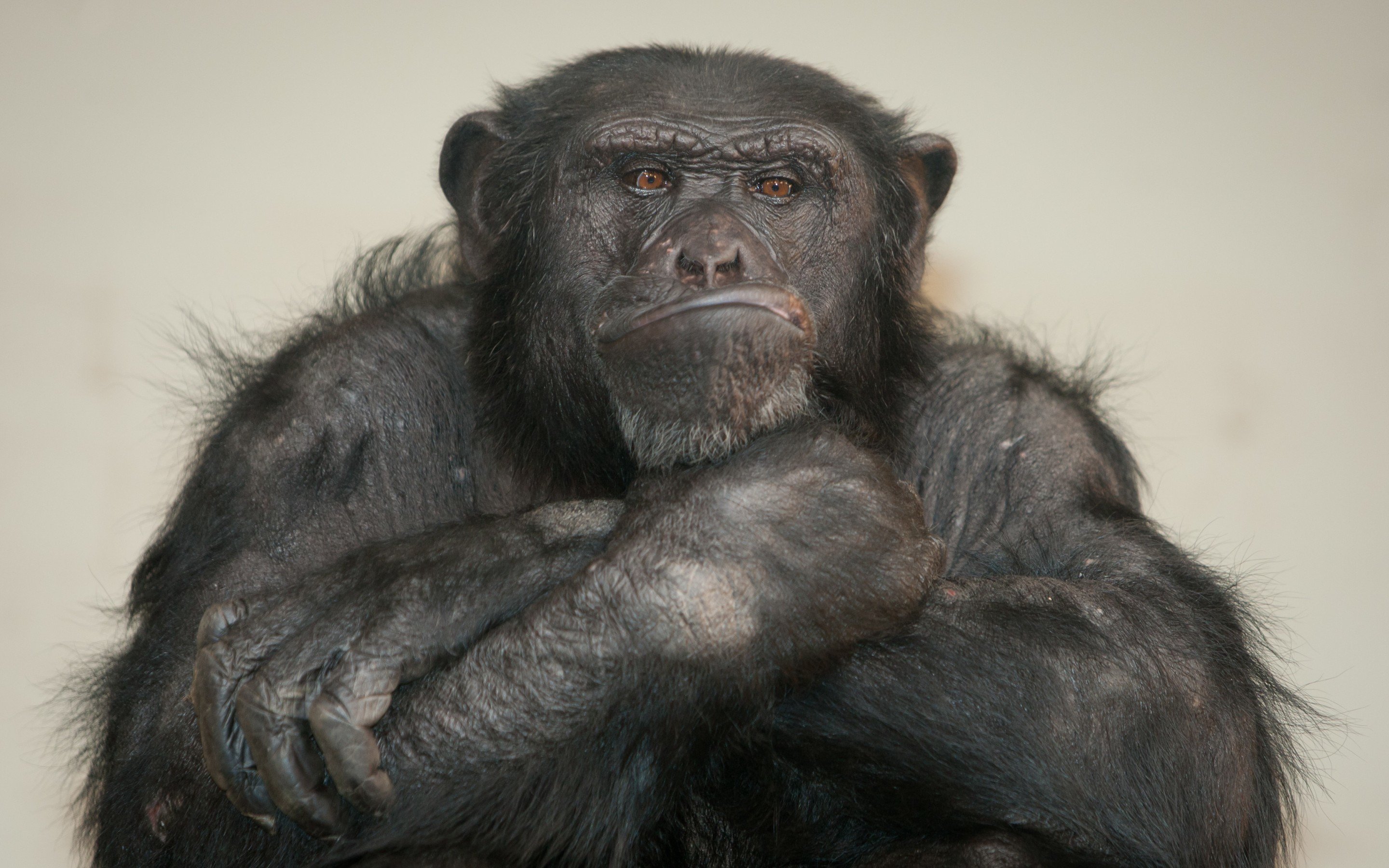 Free Chimpanzee high quality background ID:24612 for hd 2880x1800 desktop