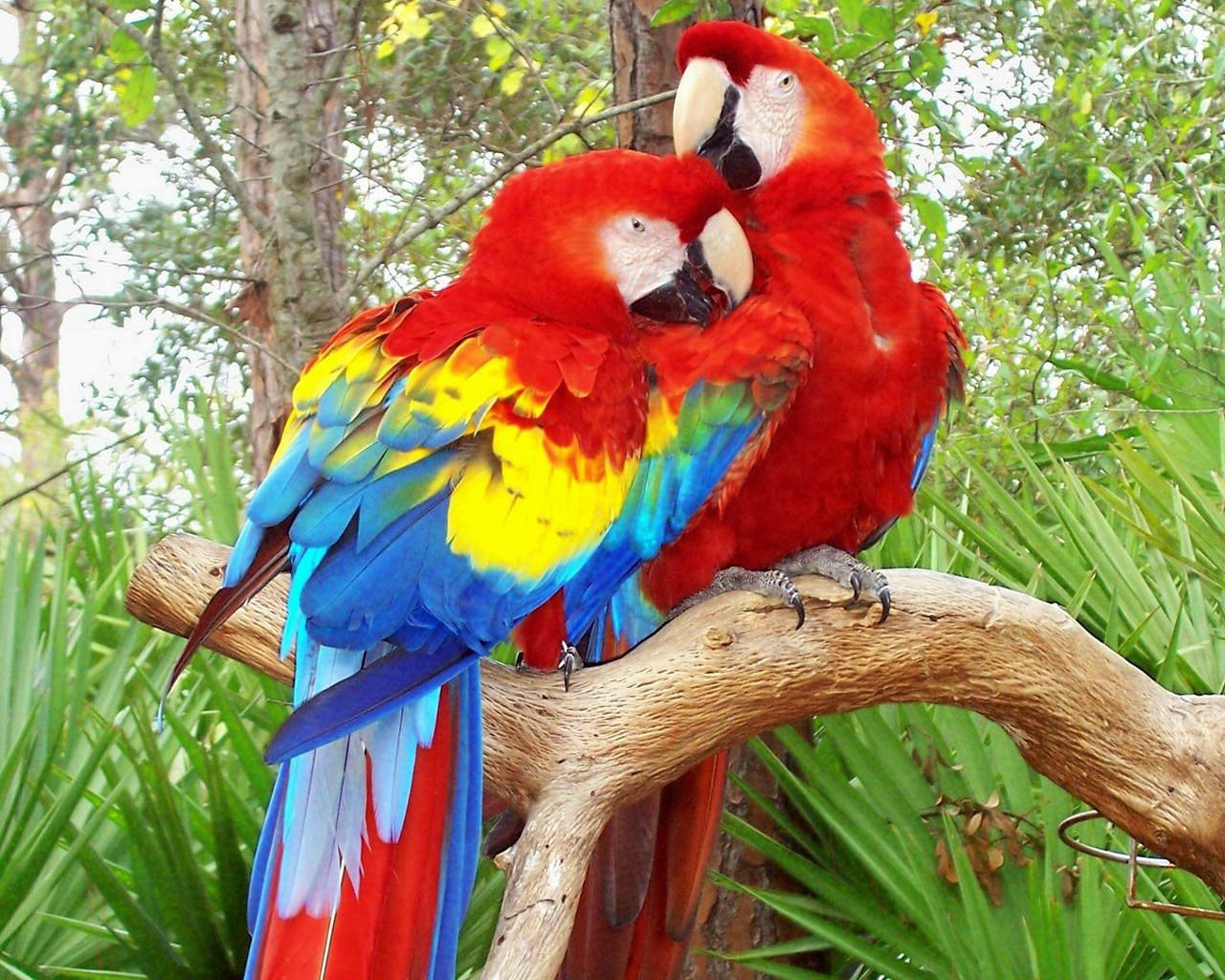 High resolution Macaw hd 1280x1024 background ID:46378 for computer