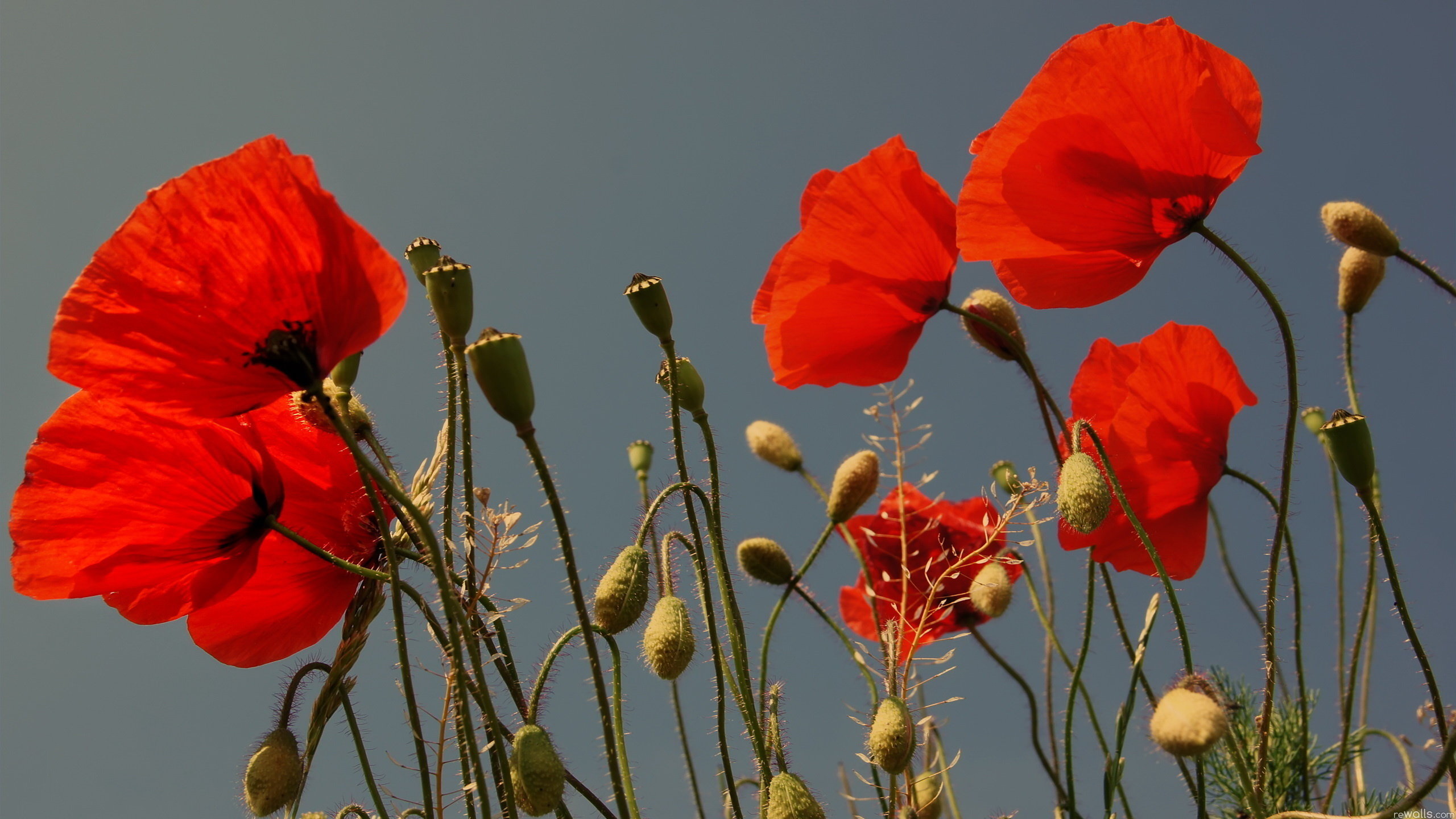 Best Poppy background ID:99619 for High Resolution hd 2560x1440 computer