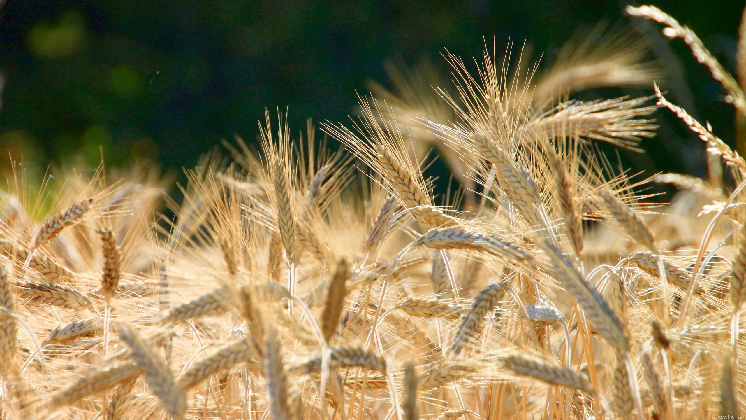 Free download Wheat wallpaper ID:391999 hd 2560x1440 for computer