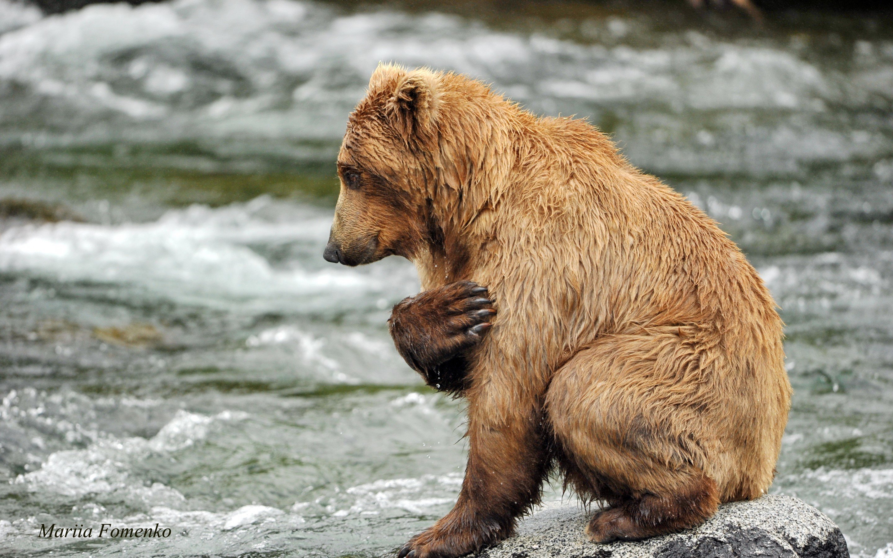 Awesome Bear free wallpaper ID:352776 for hd 2880x1800 PC