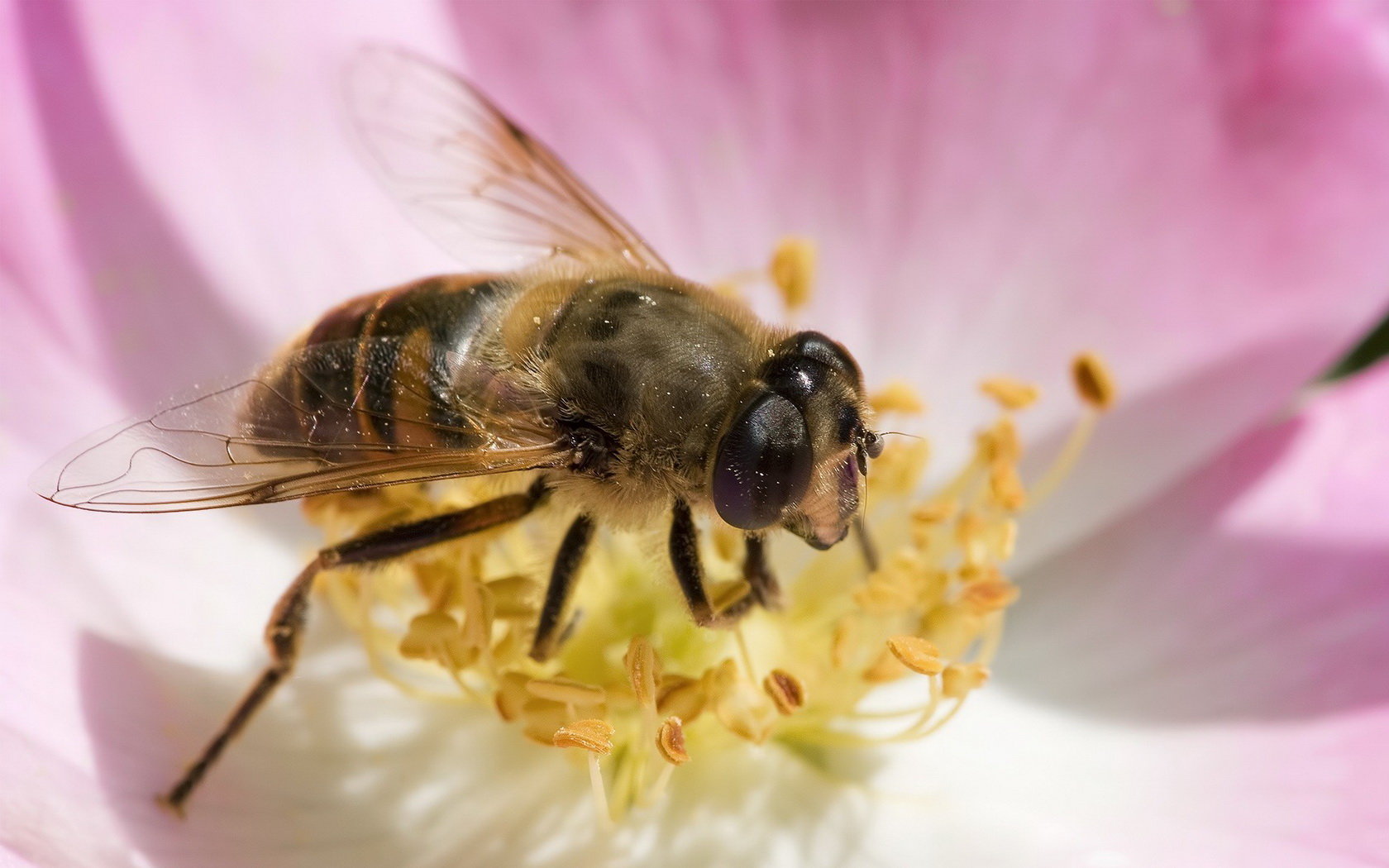 Best Bee wallpaper ID:460619 for High Resolution hd 1680x1050 PC