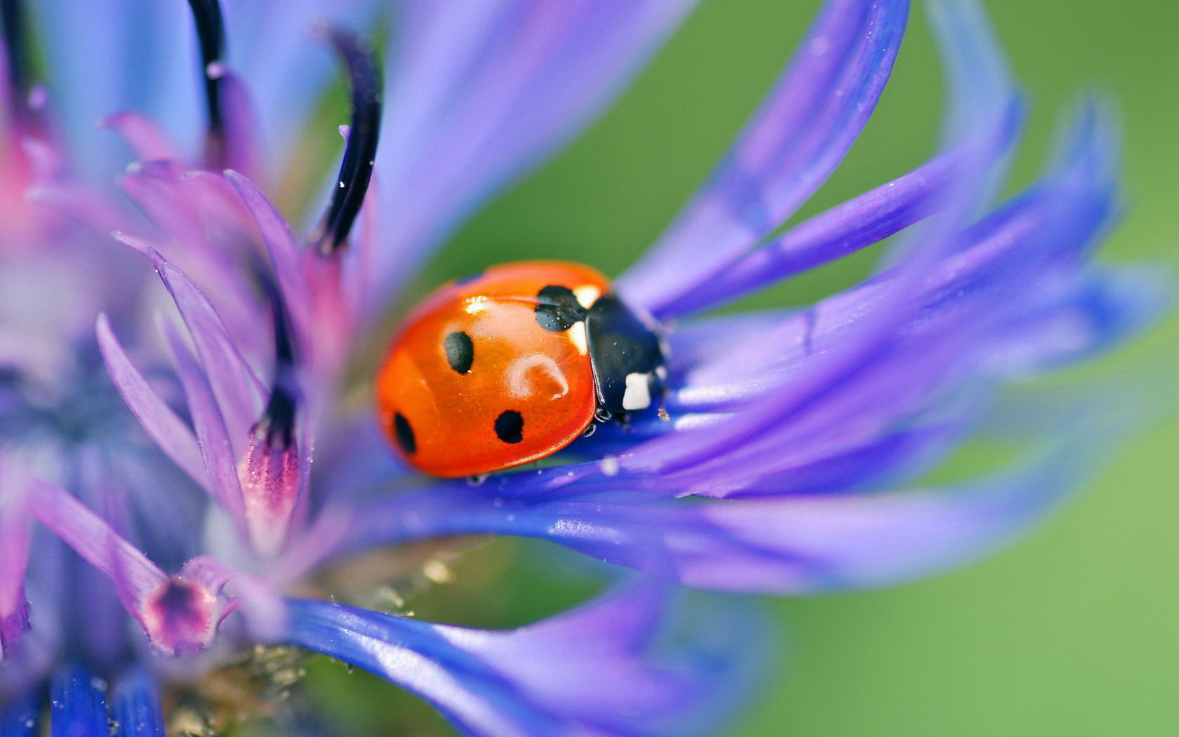 Download hd 1680x1050 Ladybug computer background ID:270552 for free