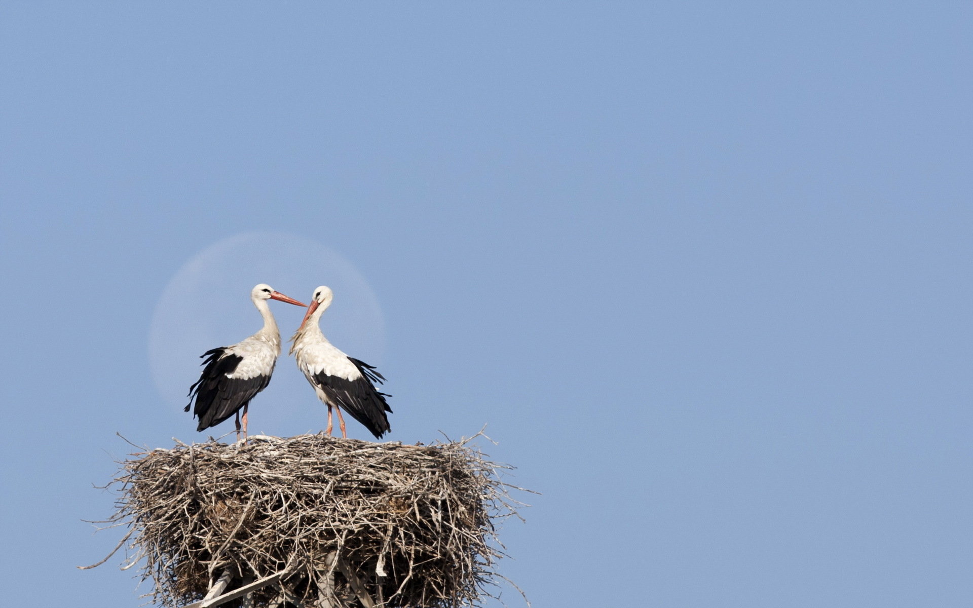 Free download White Stork wallpaper ID:9582 hd 1920x1200 for PC