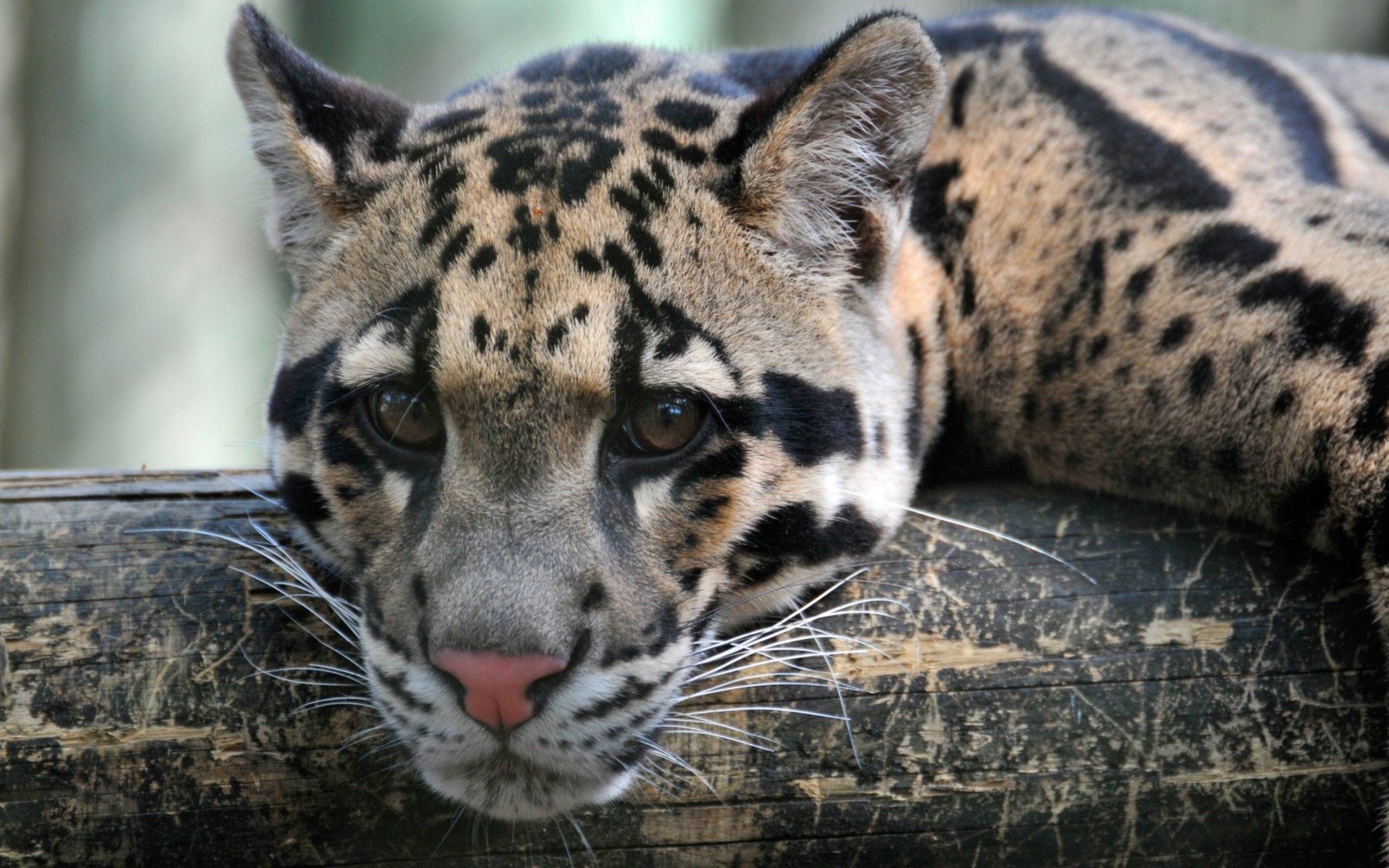 Free Clouded Leopard high quality background ID:260350 for hd 2560x1600 PC