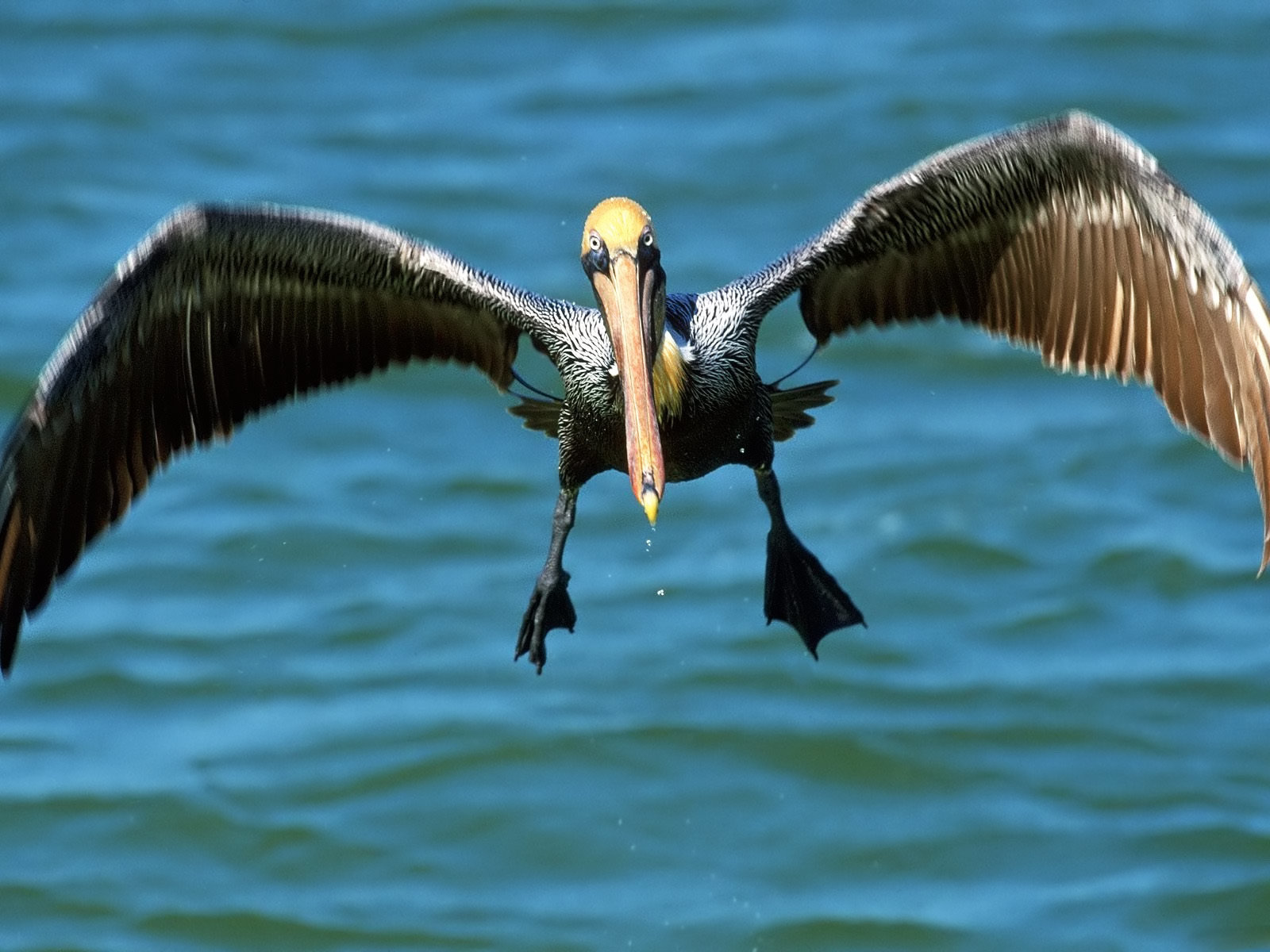 Free Pelican high quality wallpaper ID:189550 for hd 1600x1200 computer