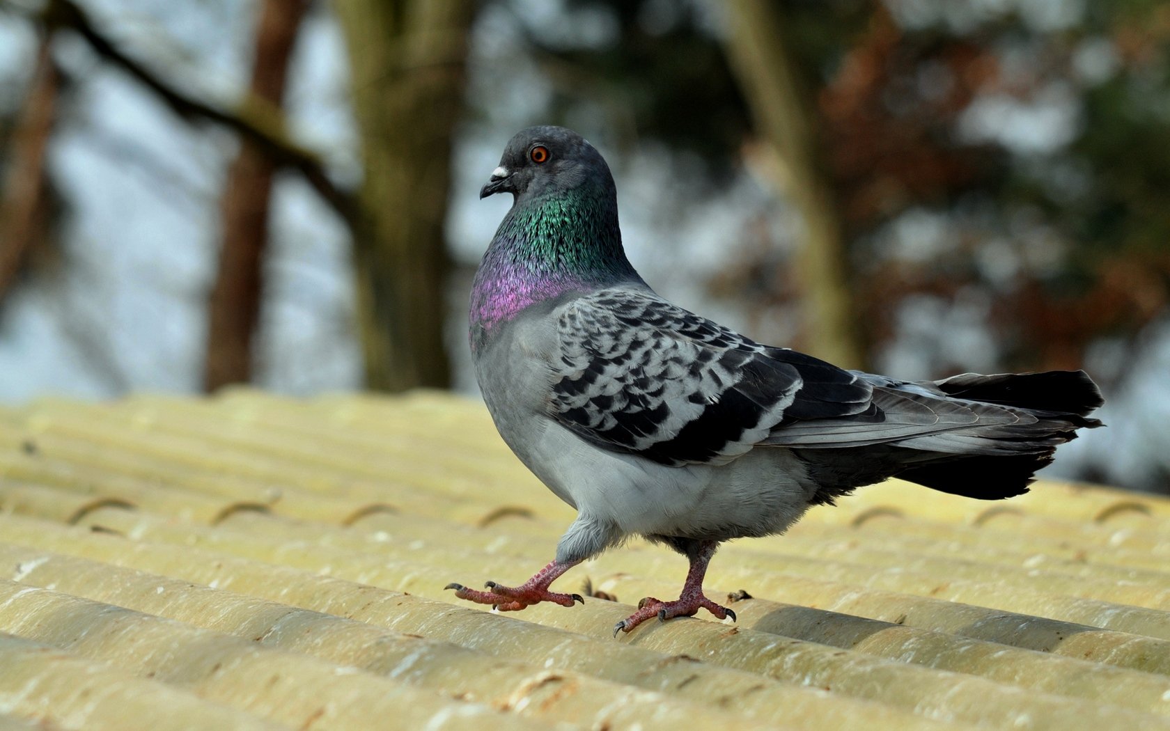 Best Pigeon wallpaper ID:212296 for High Resolution hd 1680x1050 PC