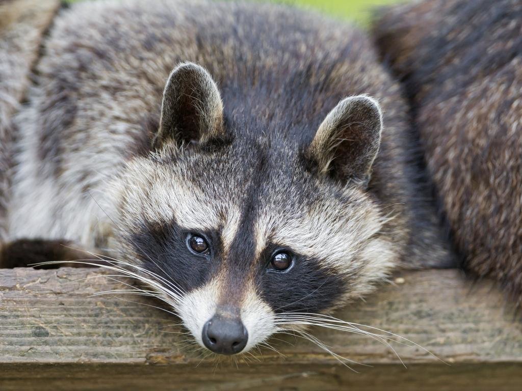 Download hd 1024x768 Raccoon computer background ID:185551 for free