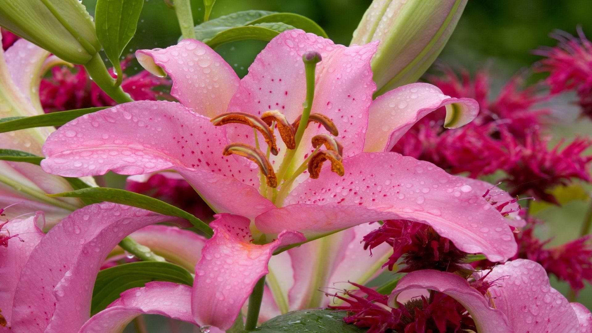 High resolution Lily full hd 1080p background ID:132040 for computer