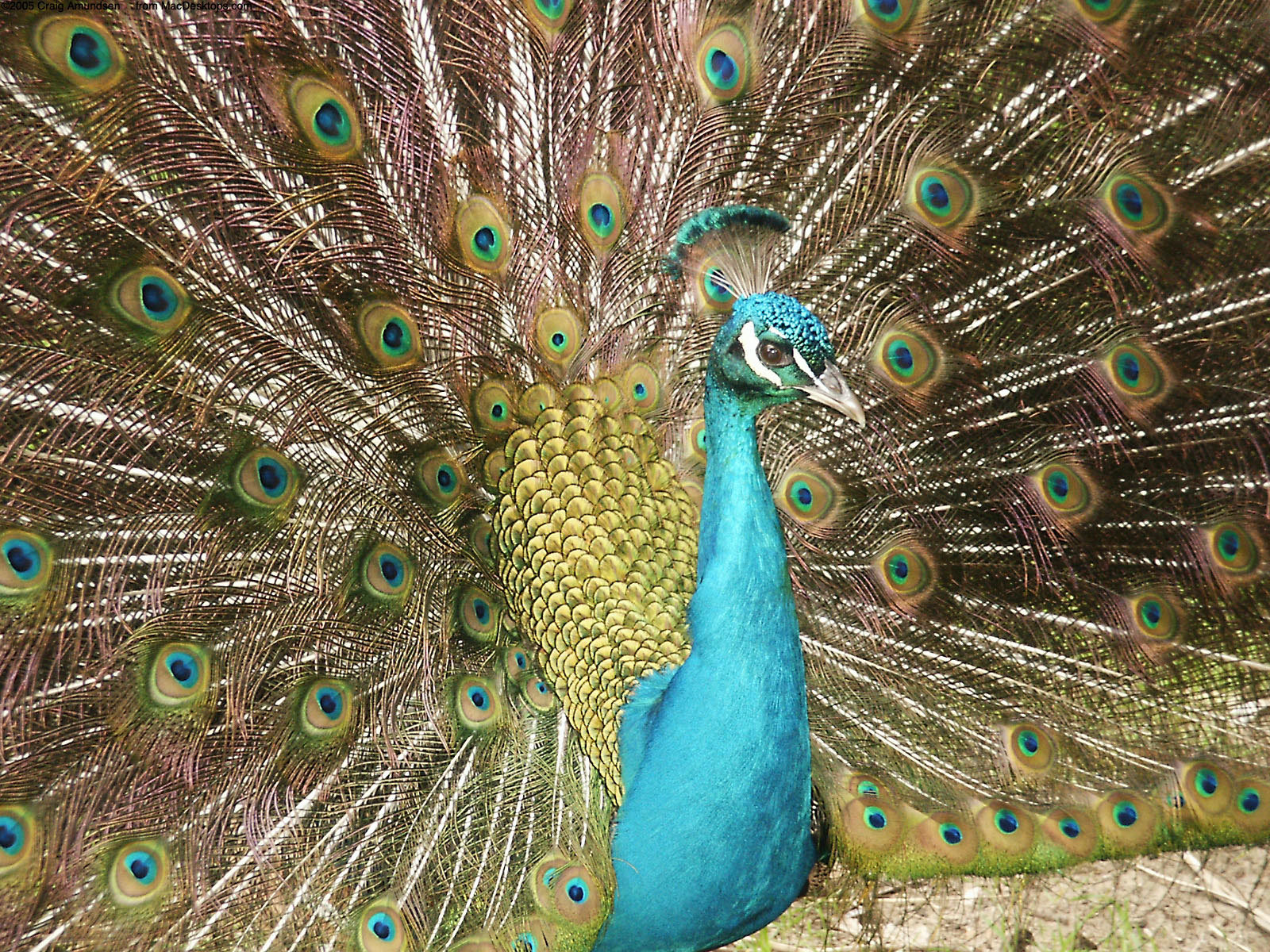 Best Peacock wallpaper ID:151799 for High Resolution hd 1600x1200 computer