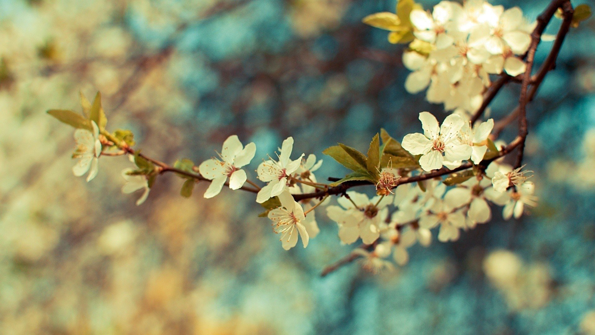Download 1080p Blossom desktop background ID:332828 for free