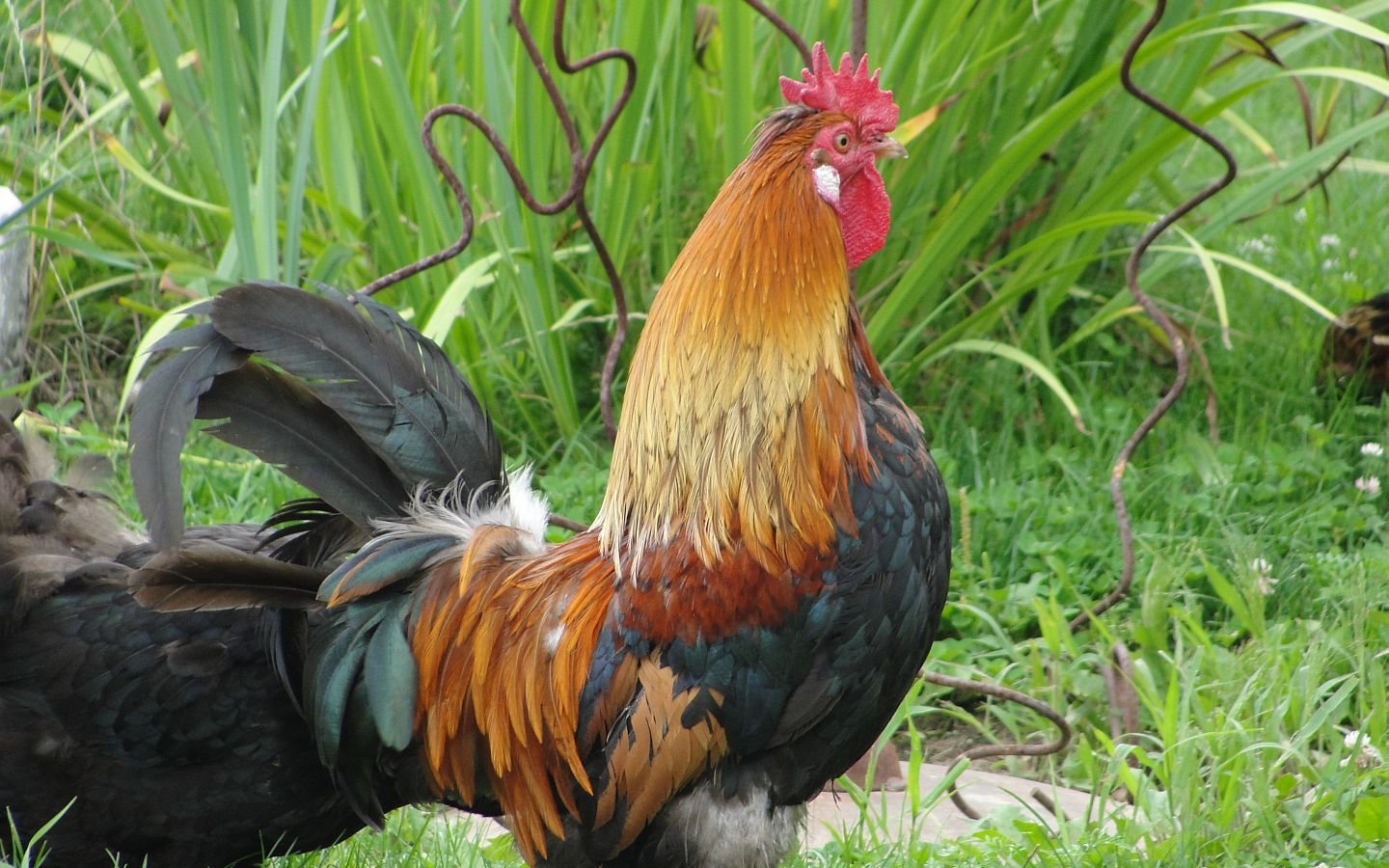 Free Rooster high quality wallpaper ID:123595 for hd 1440x900 computer