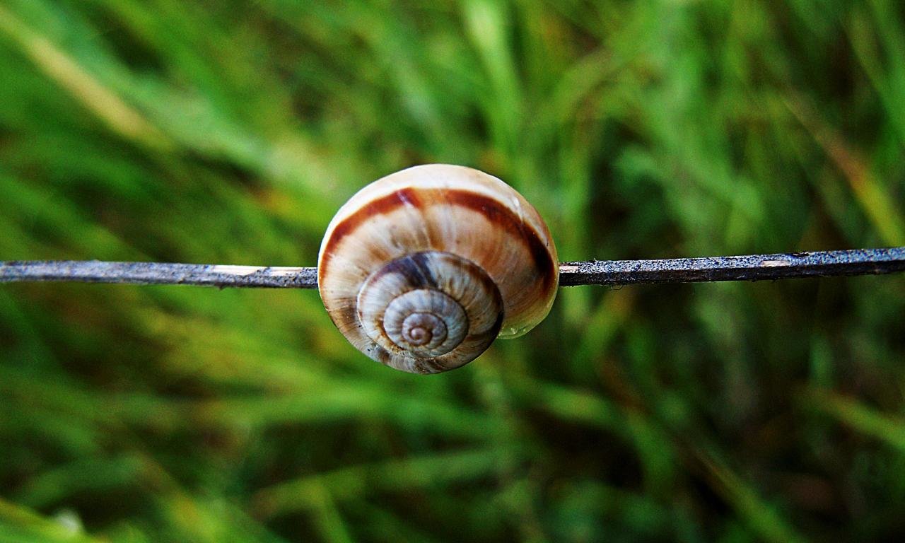 Free download Snail wallpaper ID:198879 hd 1280x768 for PC