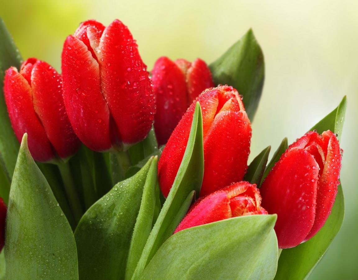 Awesome Tulip free wallpaper ID:157676 for hd 1152x900 computer