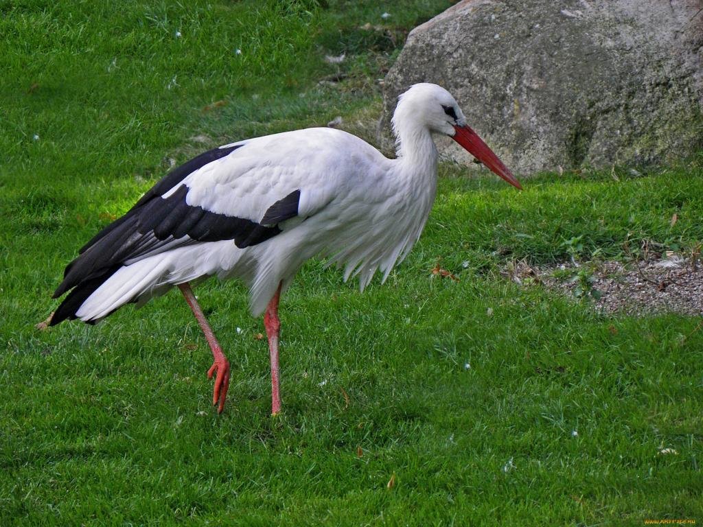 Awesome White Stork free background ID:9619 for hd 1024x768 computer