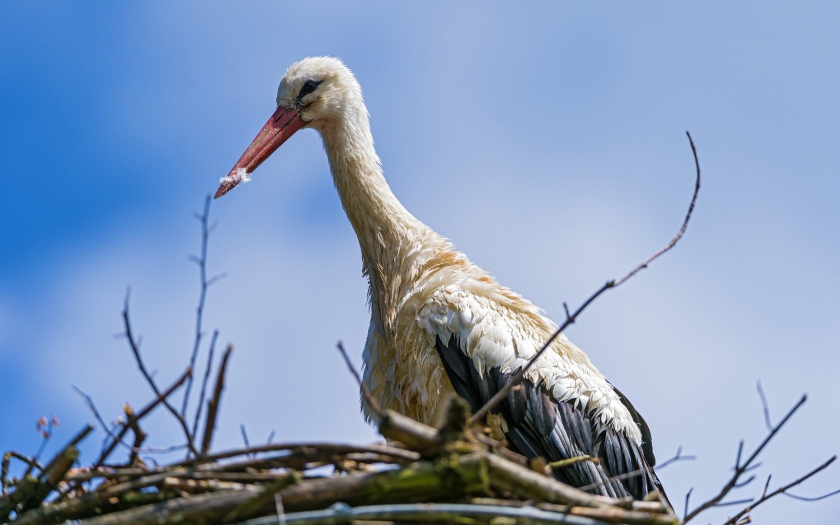 Download hd 1680x1050 White Stork computer background ID:9623 for free