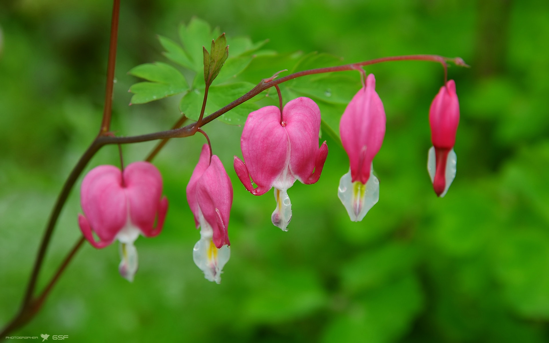Awesome Bleeding Heart free wallpaper ID:164911 for hd 1920x1200 computer