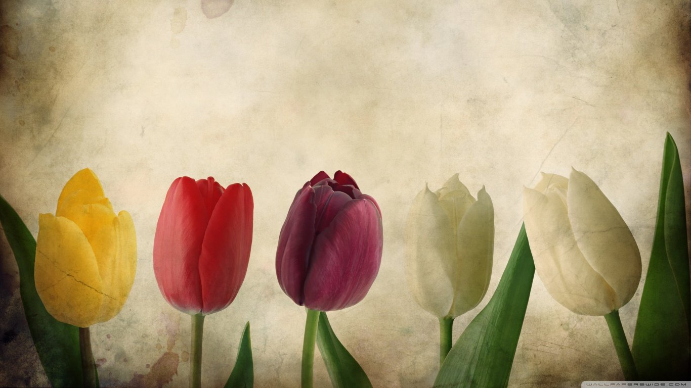 Free download Tulip wallpaper ID:157184 1366x768 laptop for computer
