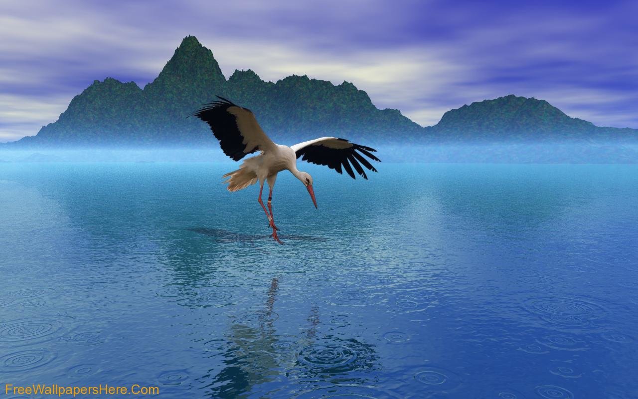 Free download White Stork background ID:9615 hd 1280x800 for computer