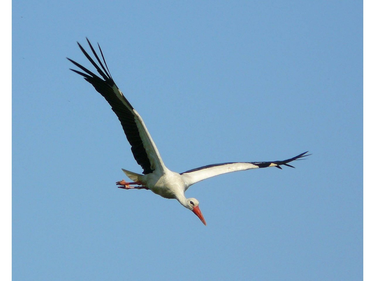 High resolution White Stork hd 1280x960 wallpaper ID:9614 for PC