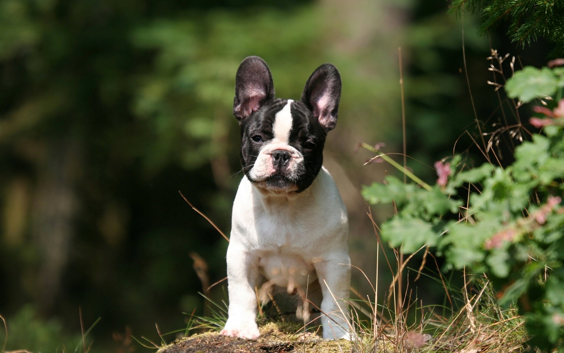 Free download French Bulldog background ID:28680 hd 1920x1200 for computer