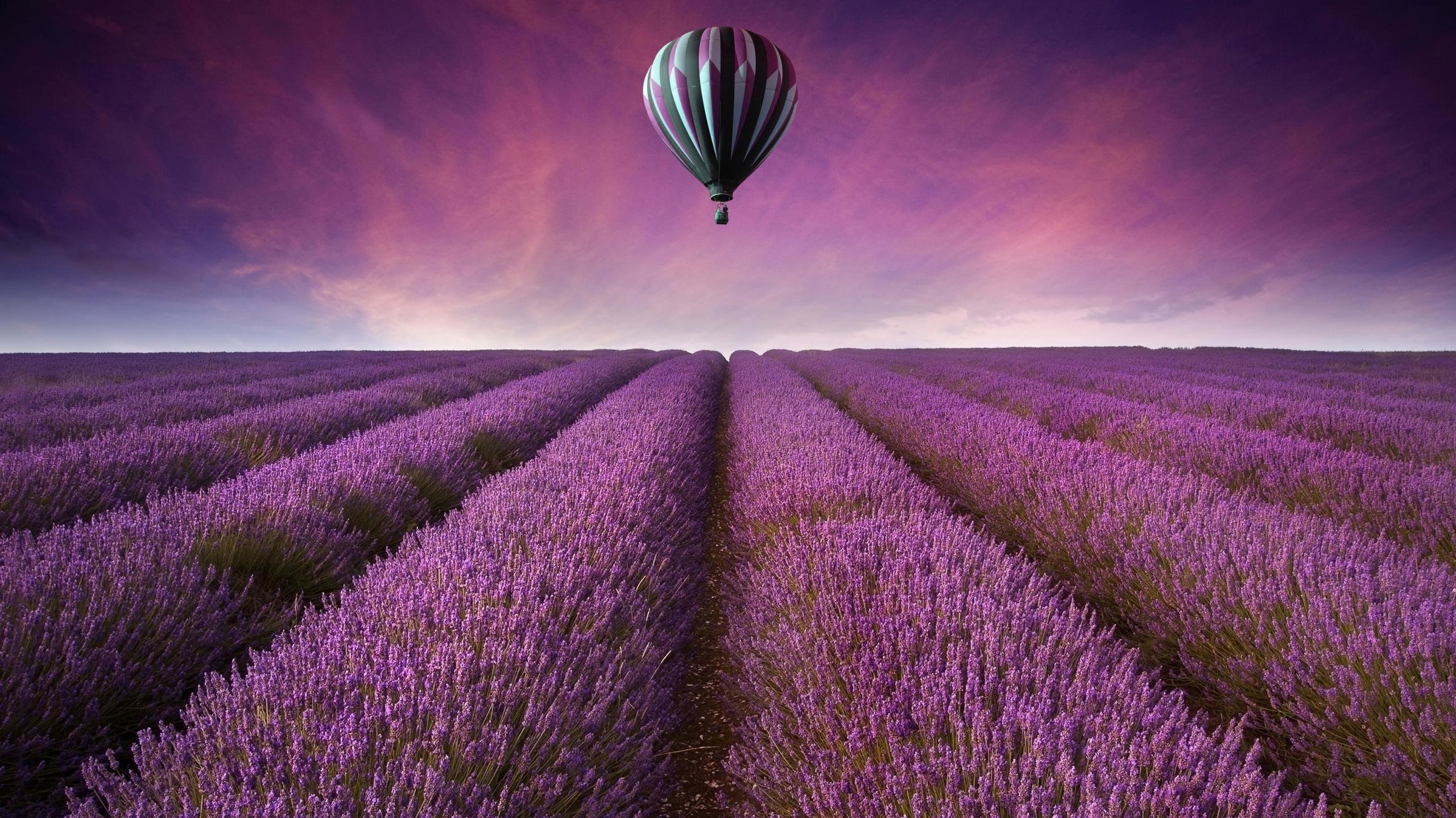 Free download Lavender wallpaper ID:67406 hd 2560x1440 for computer