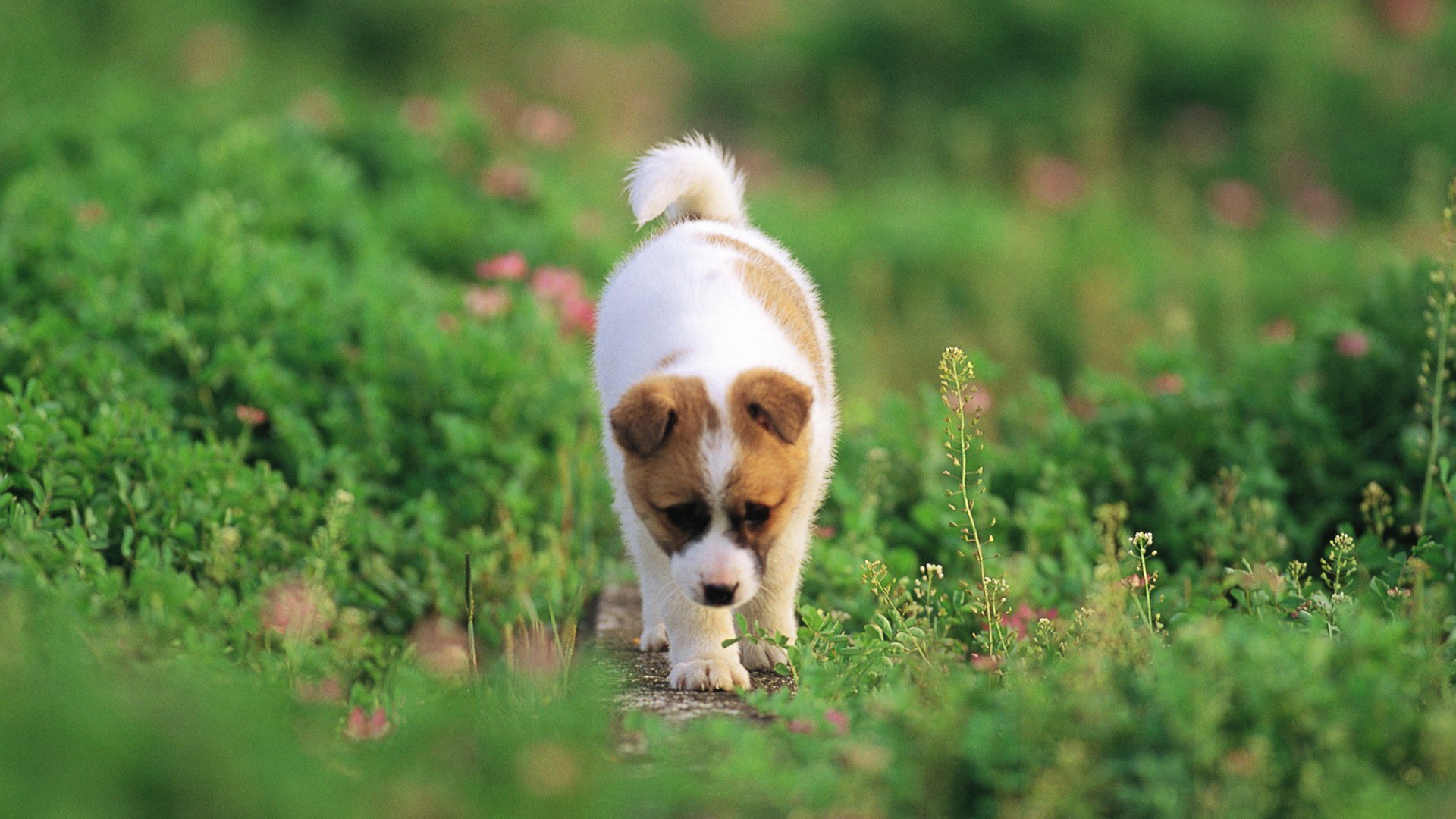 Free download Puppy background ID:46601 1080p for computer