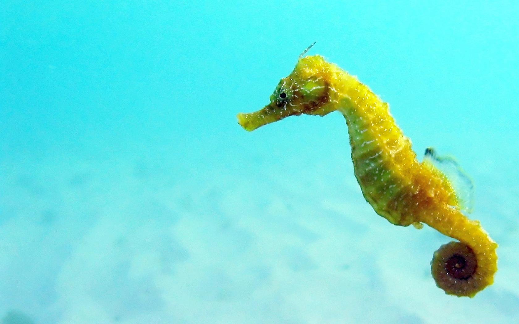Free Seahorse high quality background ID:135828 for hd 1680x1050 PC