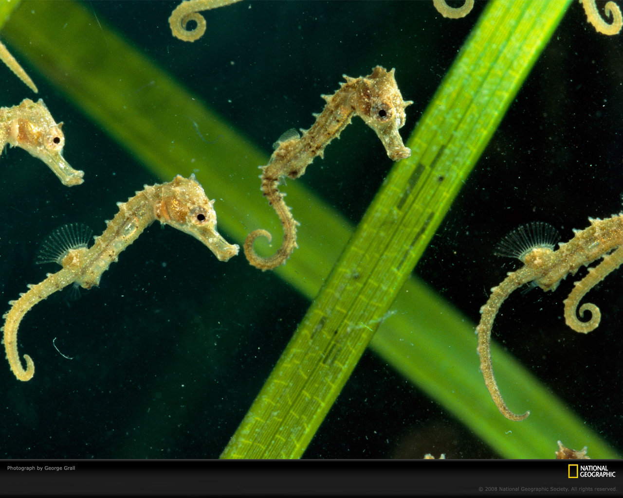 Download hd 1280x1024 Seahorse PC wallpaper ID:135838 for free