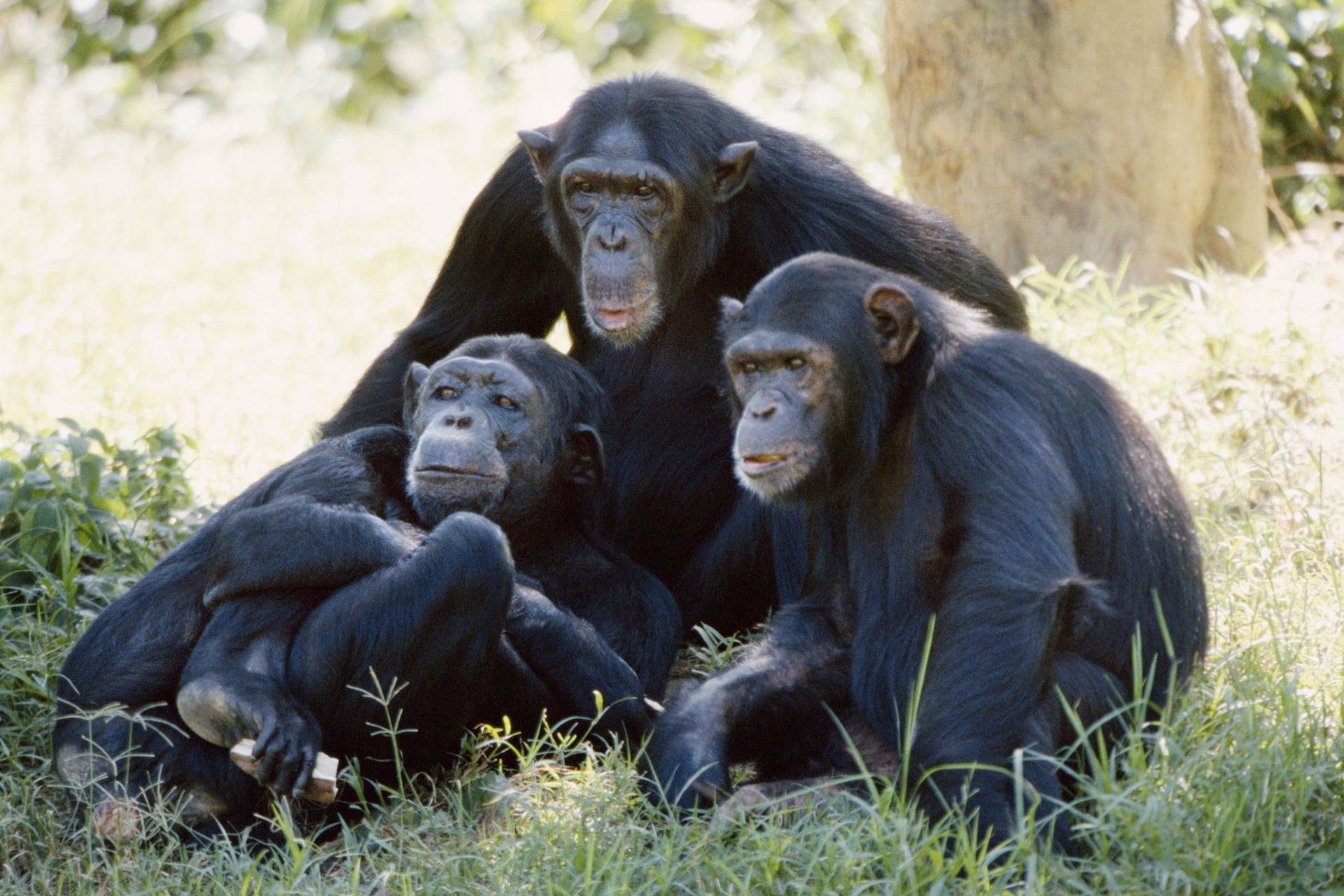 Best Chimpanzee background ID:24598 for High Resolution hd 1920x1280 PC