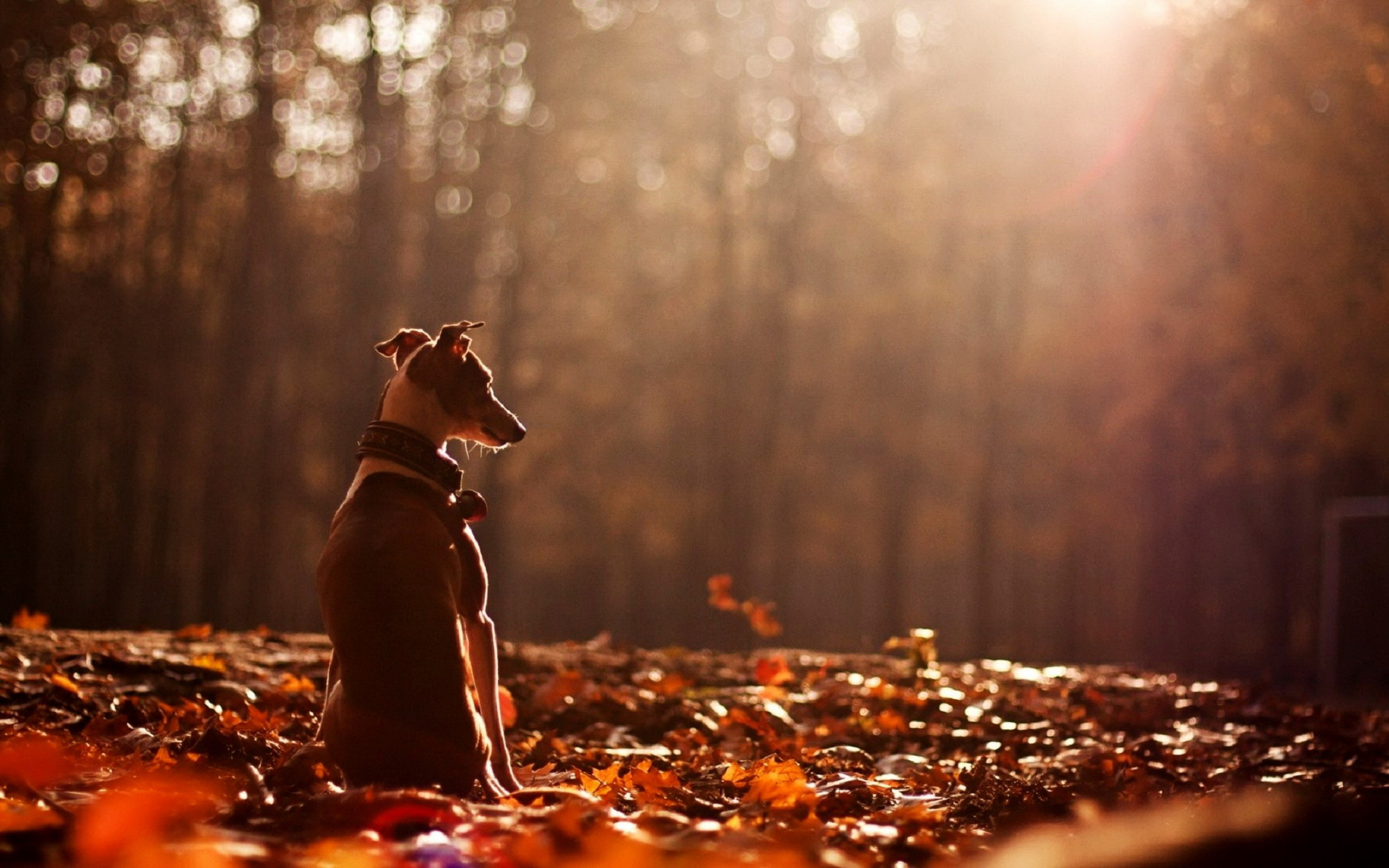 High resolution Dog hd 3840x2400 background ID:308284 for PC