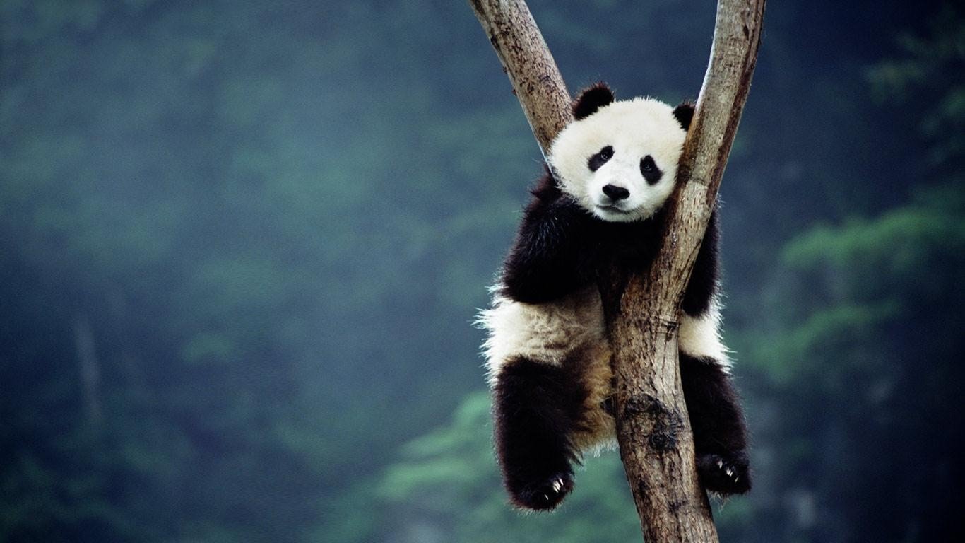 Awesome Panda free background ID:300411 for hd 1366x768 PC