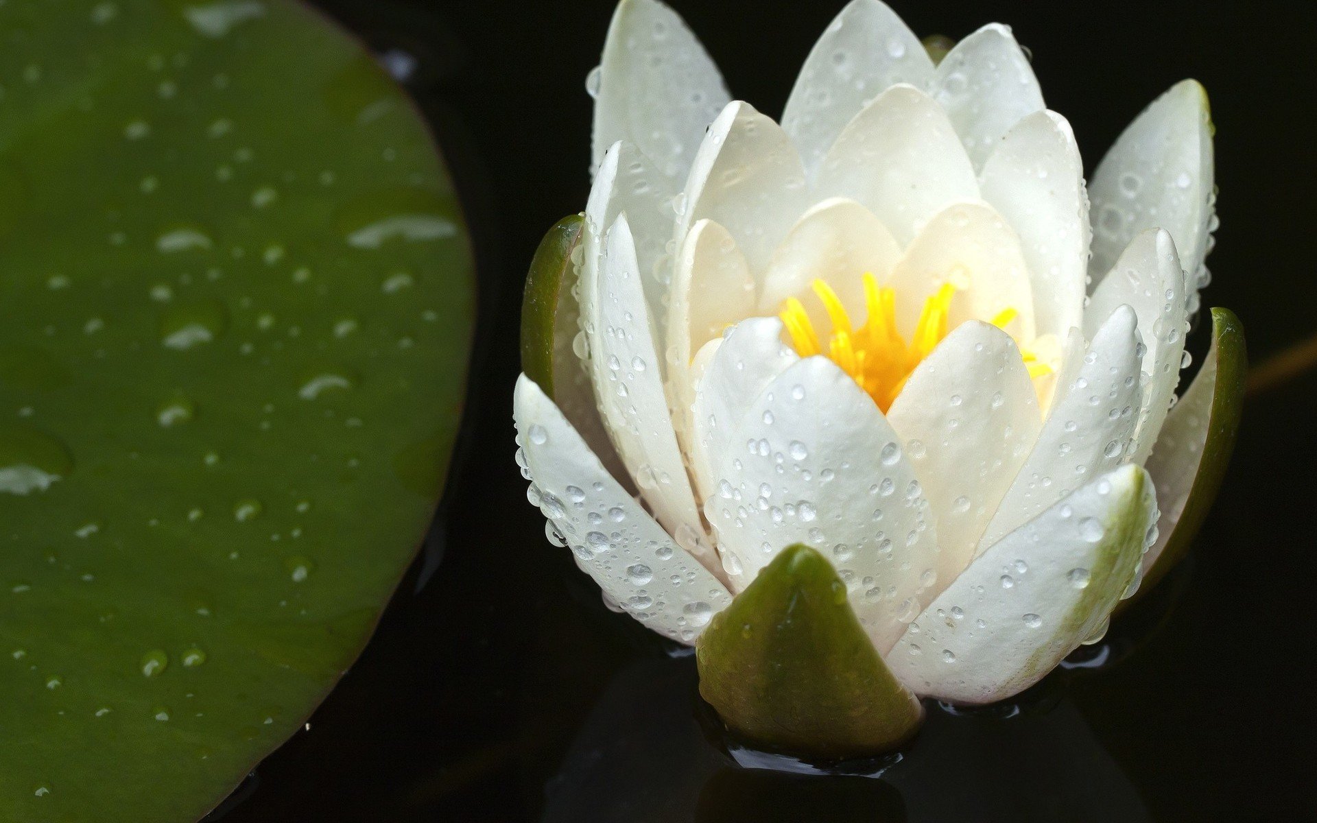 Download hd 1920x1200 Lotus flower PC background ID:48416 for free