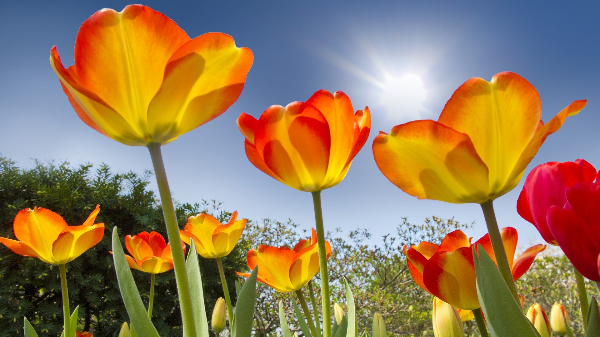 Free download Tulip background ID:157398 full hd for computer