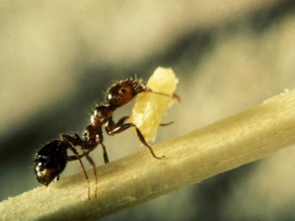Best Ant wallpaper ID:401303 for High Resolution hd 1024x768 PC