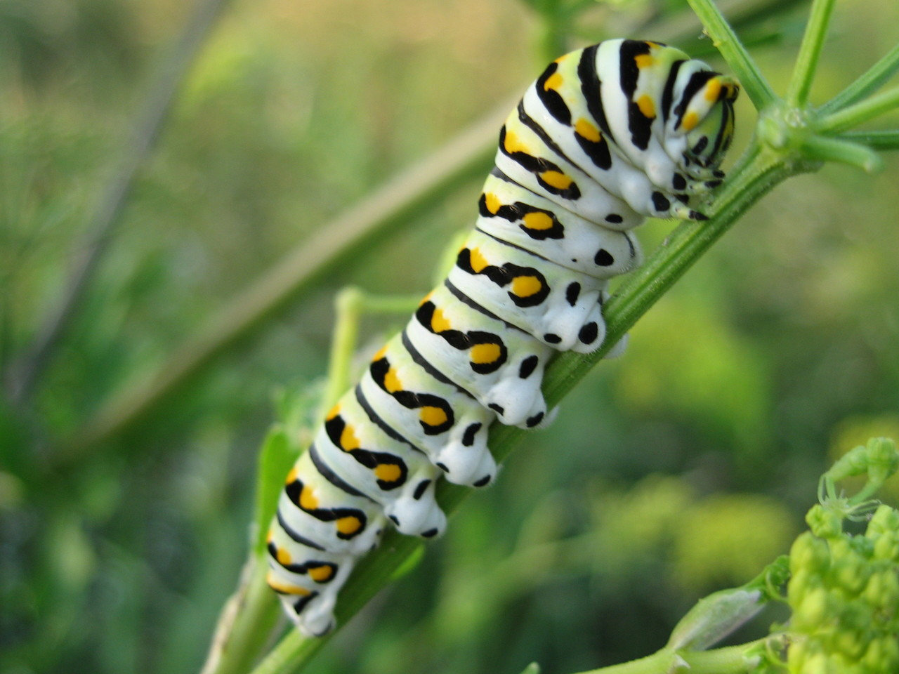 Free Caterpillar high quality wallpaper ID:383698 for hd 1280x960 PC