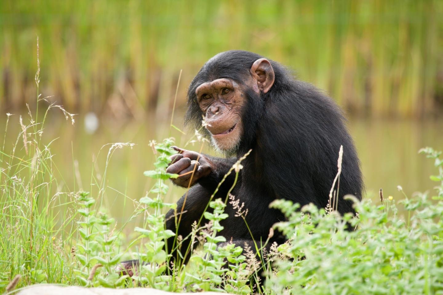 Free Chimpanzee high quality background ID:24611 for hd 1440x960 PC