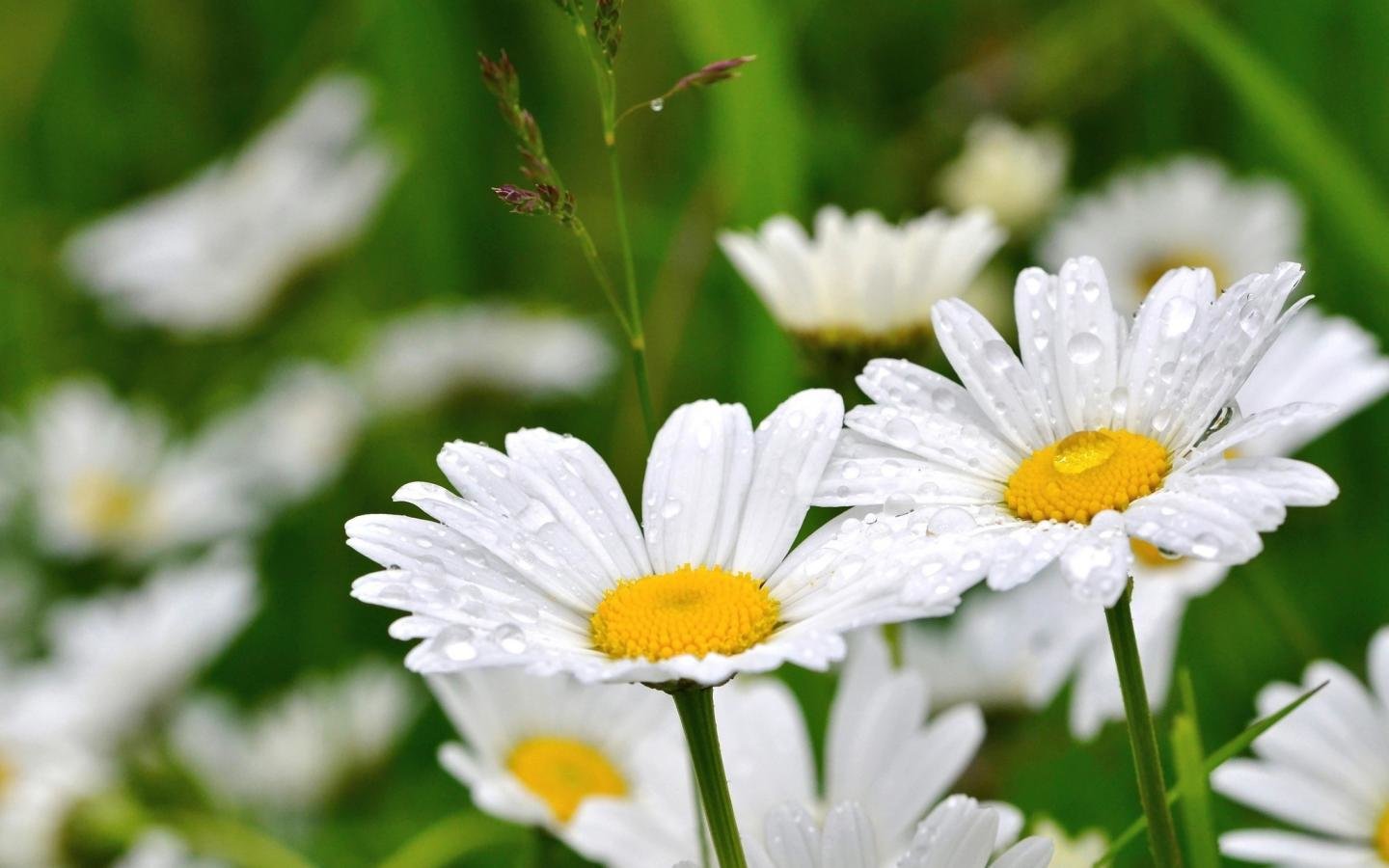Free download Daisy background ID:363405 hd 1440x900 for PC