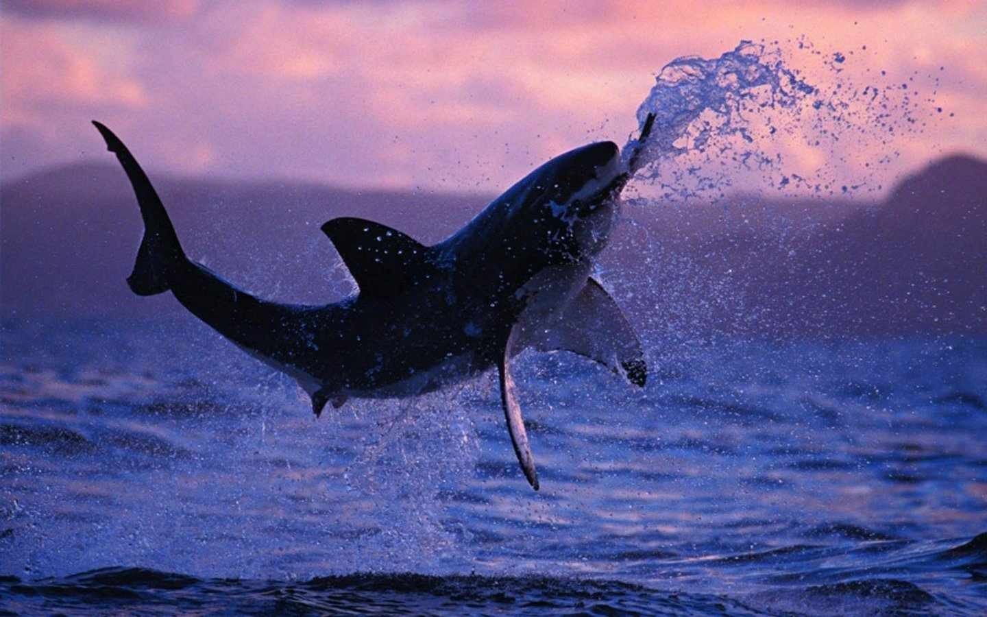 Free Great White Shark high quality wallpaper ID:374695 for hd 1440x900 desktop