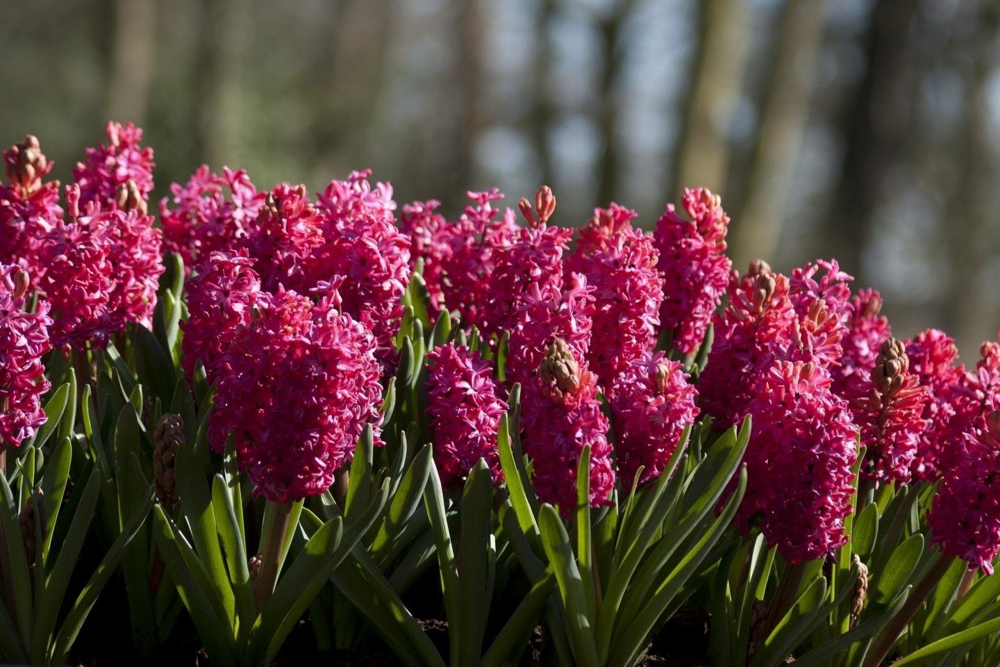 Best Hyacinth background ID:155931 for High Resolution hd 1440x960 computer