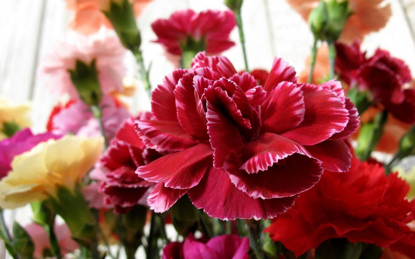 Awesome Carnation free wallpaper ID:146318 for hd 1440x900 desktop