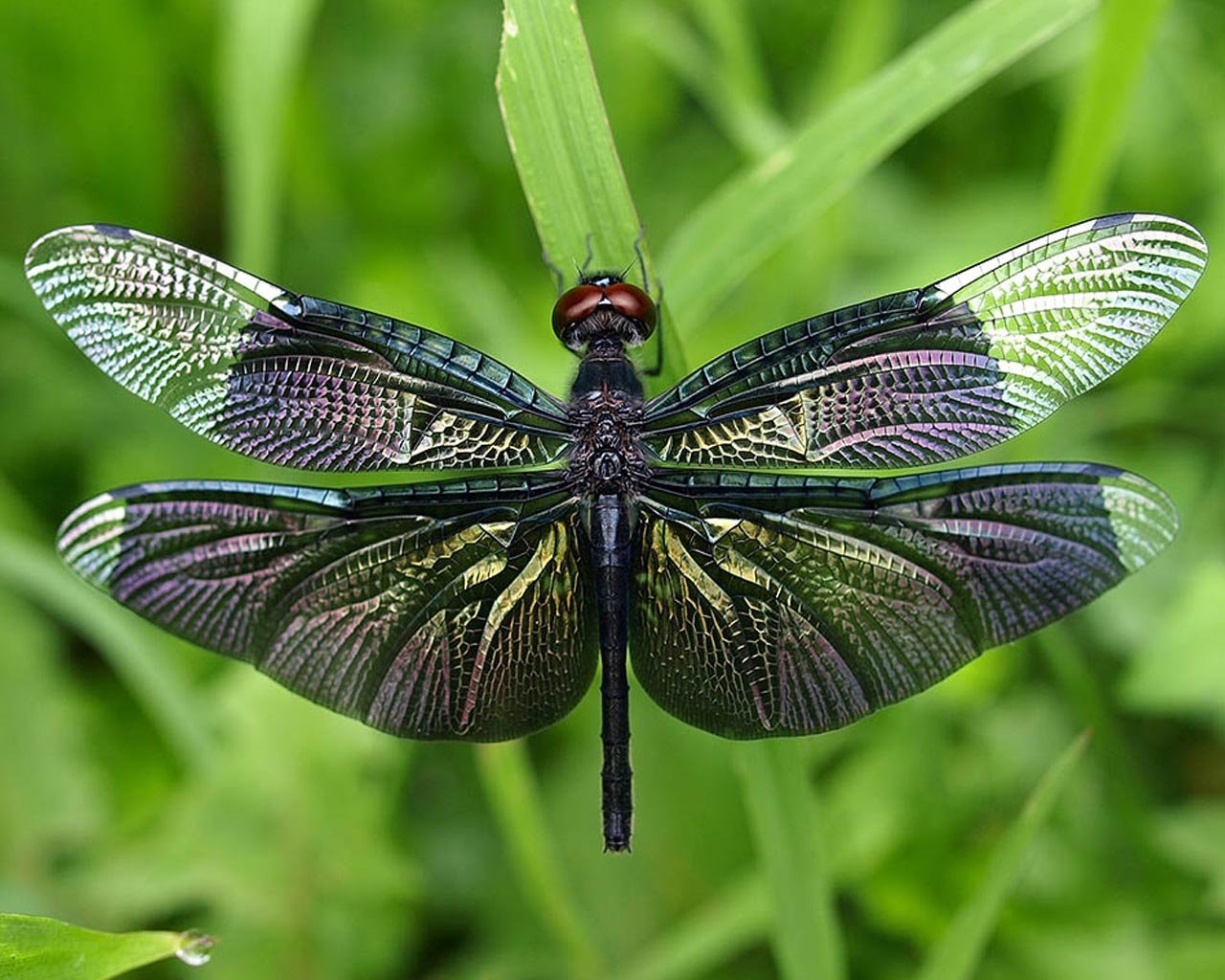 Free download Dragonfly background ID:467684 hd 1280x1024 for desktop