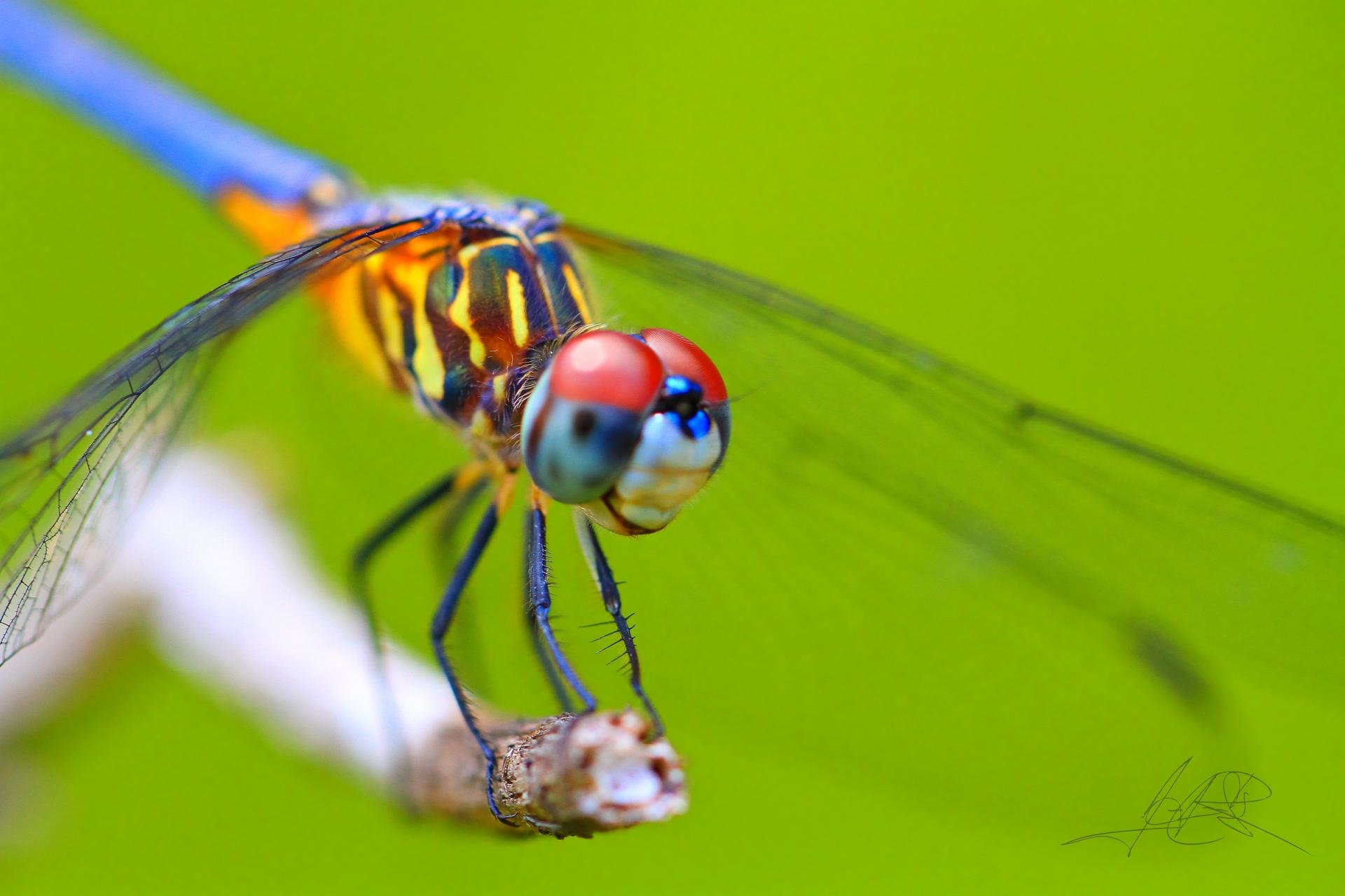 Awesome Dragonfly free wallpaper ID:467746 for hd 1920x1280 desktop